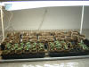 Seedlings March 29, 2014